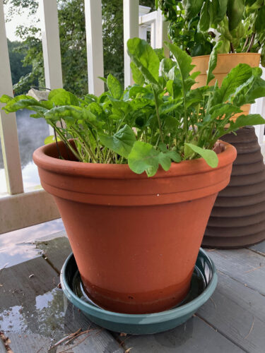 Try the gratification of container gardening